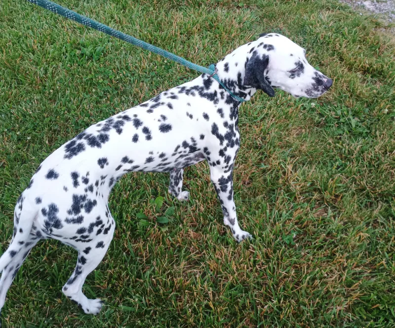 An adult medium-sized female Black Dalmatian dog named Perdita for adoption in Liberty, IN