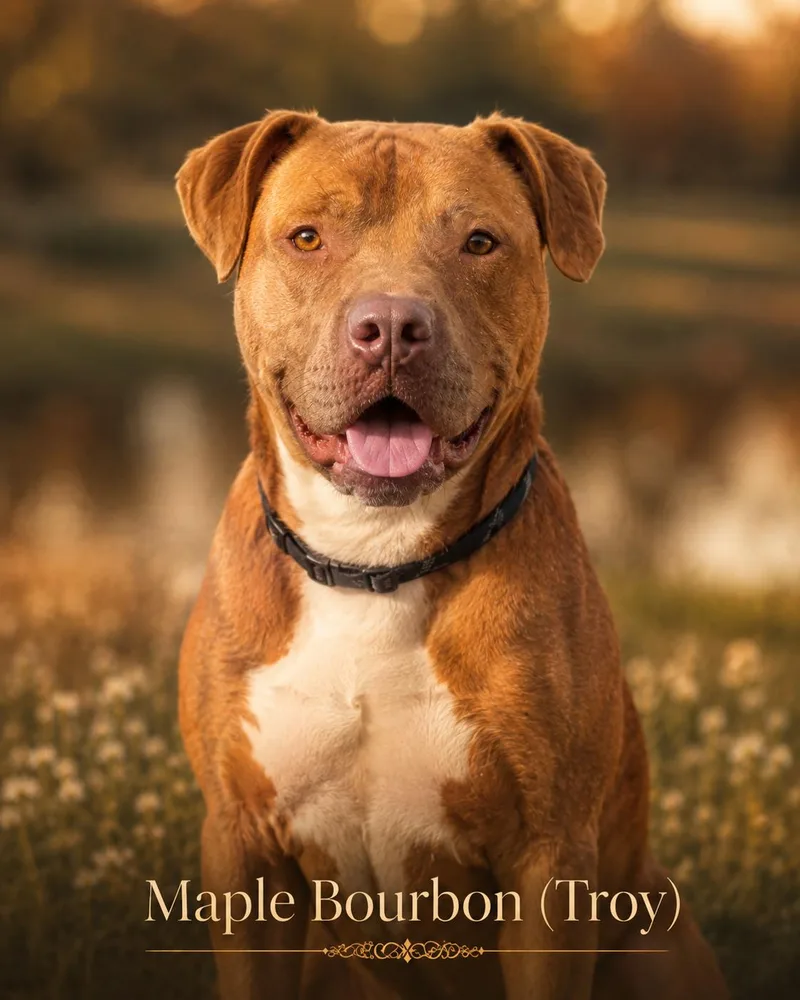 A young medium-sized male Golden American Staffordshire Terrier dog named Maple Bourbon for adoption in Farmington, MO