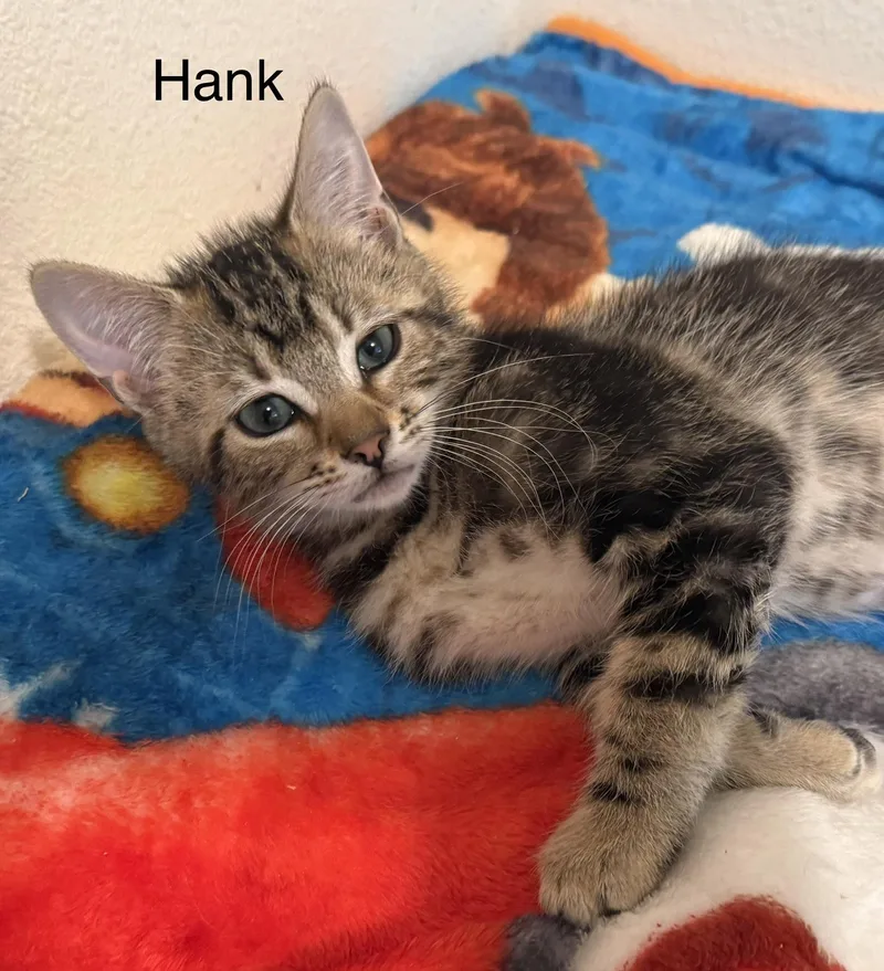 Hank thumbnail 2