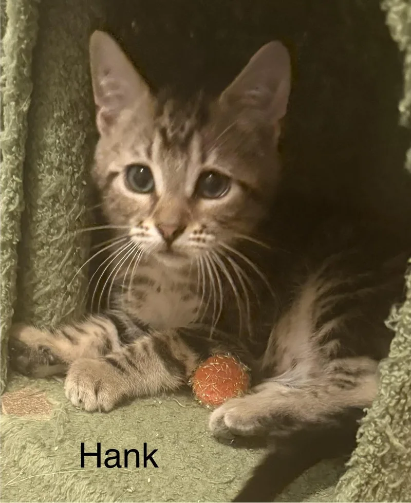 Hank thumbnail 3