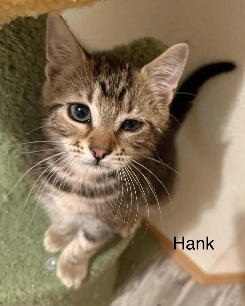Hank thumbnail 4