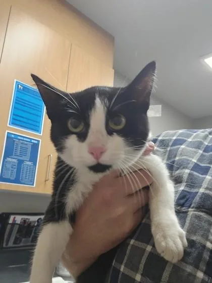An adult small-sized female Domestic Short Hair cat named Zara for adoption in Missoula, MT