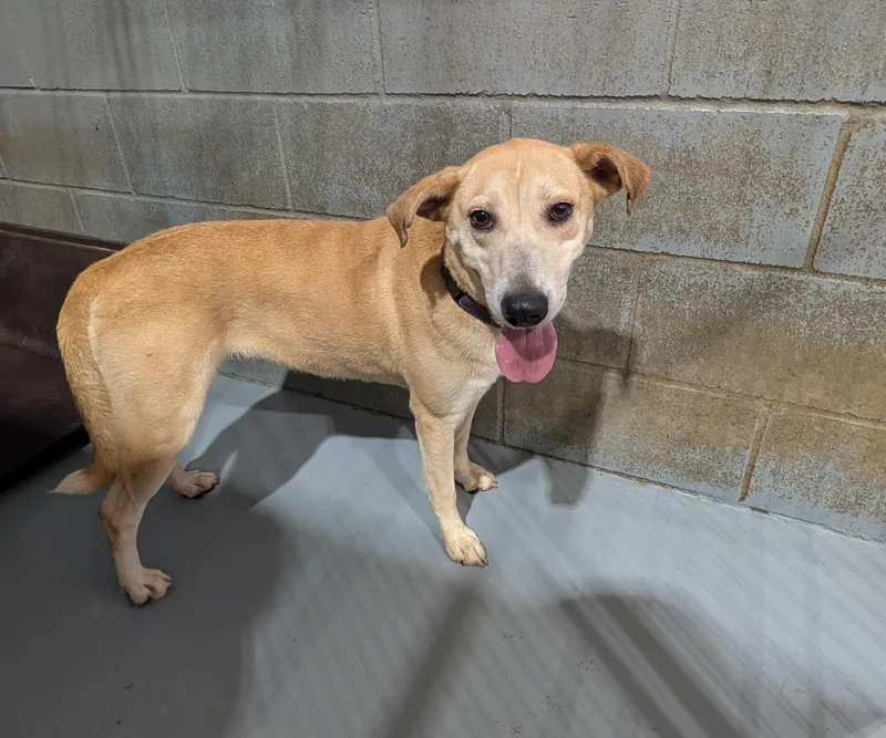 An adult medium-sized female Yellow / Tan / Blond / Fawn Black Mouth Cur dog named Gracie for adoption in Coldspring, TX