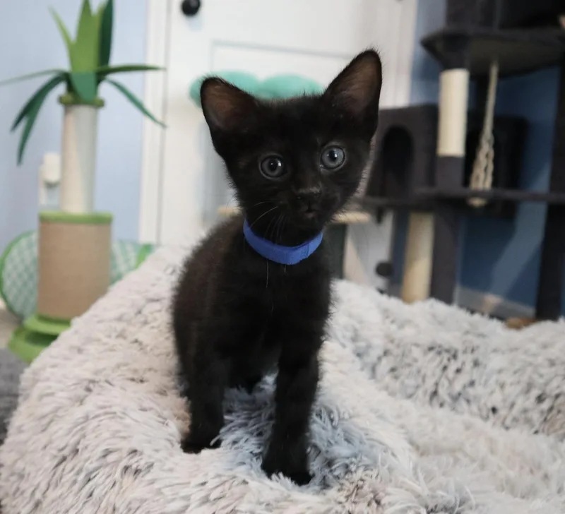 A baby medium-sized female Black Domestic Short Hair cat named Beaker for adoption in Rossville, TN