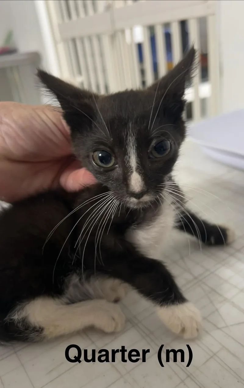 A baby medium-sized male Domestic Short Hair cat named Quarter for adoption in Saugerties, NY