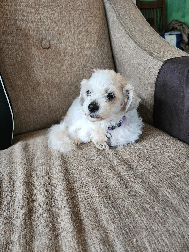 An adult small-sized female White / Cream Maltese dog named Tiana for adoption in Racine, WI