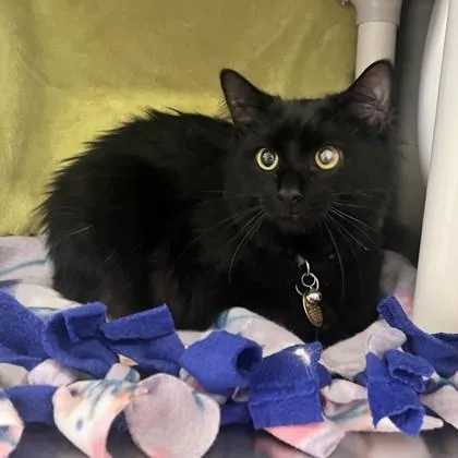 An adult medium-sized female Black Domestic Long Hair cat named Tori for adoption in Lansing, MI