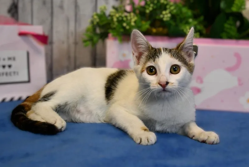 A baby small-sized female Domestic Short Hair cat named Hilina for adoption in Roanoke, TX