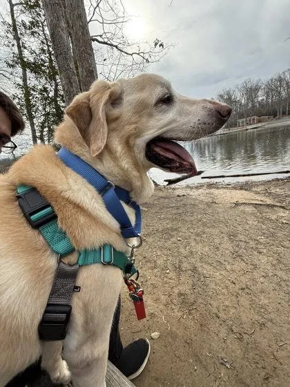 Buttercup thumbnail 2