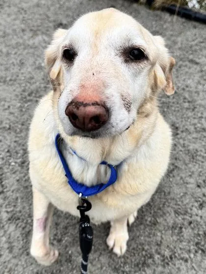 Buttercup thumbnail 3