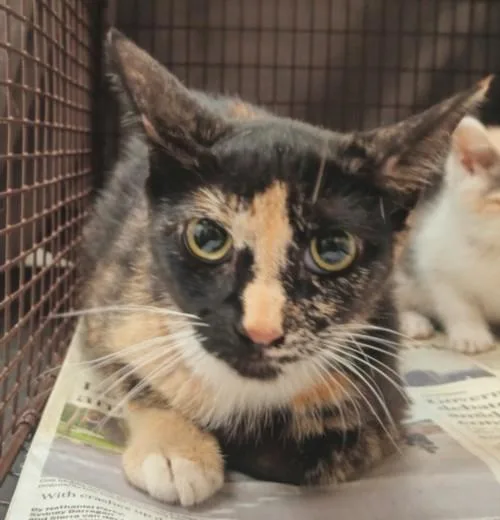 A young small-sized female Domestic Short Hair cat named A for adoption in Los Angeles, CA