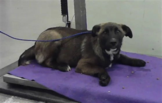 A baby medium-sized female German Shepherd Dog dog named Summer for adoption in Houston, TX