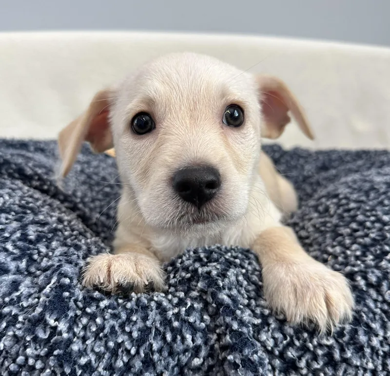 A baby small-sized male Yellow / Tan / Blond / Fawn Terrier dog named Patrick for adoption in Lawrenceville, GA