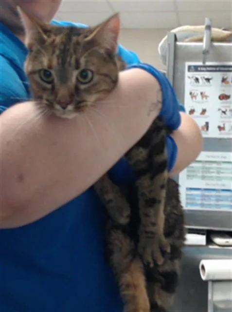 An adult medium-sized female Domestic Short Hair cat named Luna for adoption in Fayetteville, NC