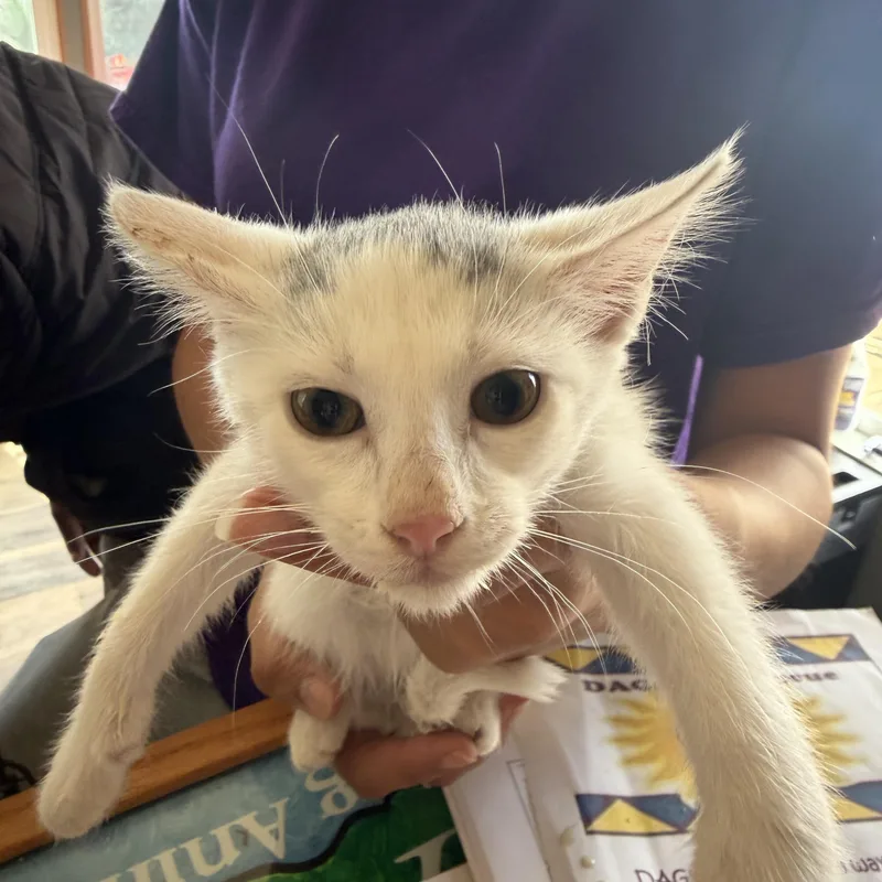 A baby small-sized female Domestic Short Hair cat named Snow White for adoption in Deming, NM