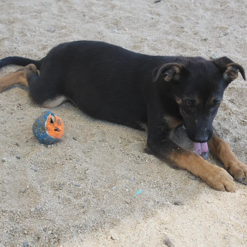 Ruger