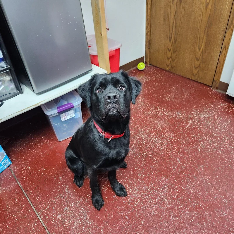 An adult large-sized female Spaniel dog named Silhouette for adoption in Fargo, ND