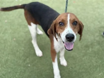 A young medium-sized male Hound dog named Ruckus for adoption in Port Saint Joe, FL