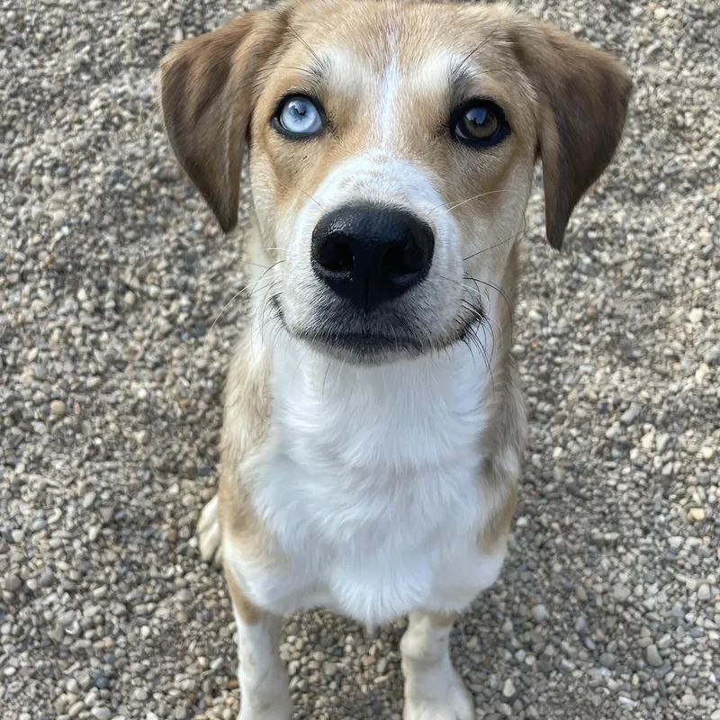 A baby medium-sized male Tricolor (Brown, Black, & White) Beagle dog named Bear for adoption in Lacon, IL