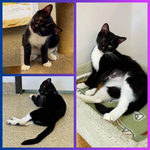An adult medium-sized female Domestic Short Hair cat named Henna for adoption in Seal Beach, CA