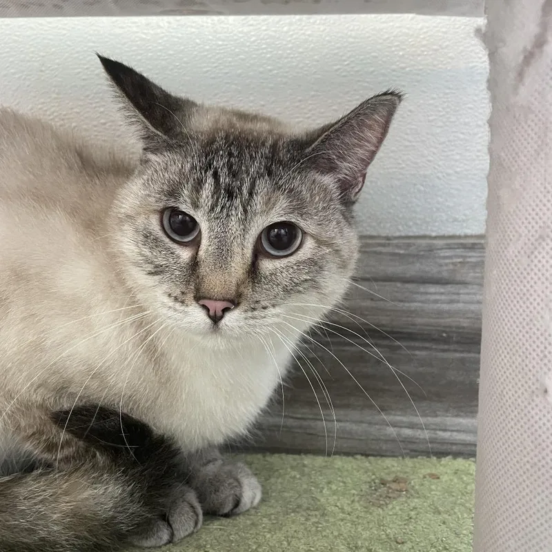 An adult small-sized female Lilac Point Domestic Short Hair cat named Tiny for adoption in West Des Moines, IA