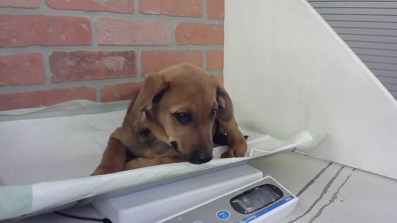 A baby medium-sized female German Shepherd Dog dog named Marcia for adoption in Houston, TX