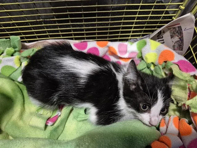 A baby small-sized male Domestic Short Hair cat named West for adoption in San Antonio, TX