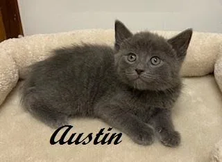 Austin