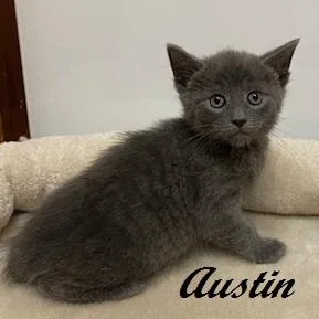 Austin thumbnail 2