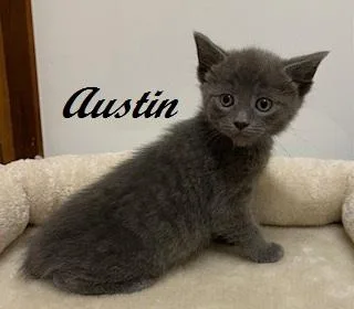 Austin thumbnail 3