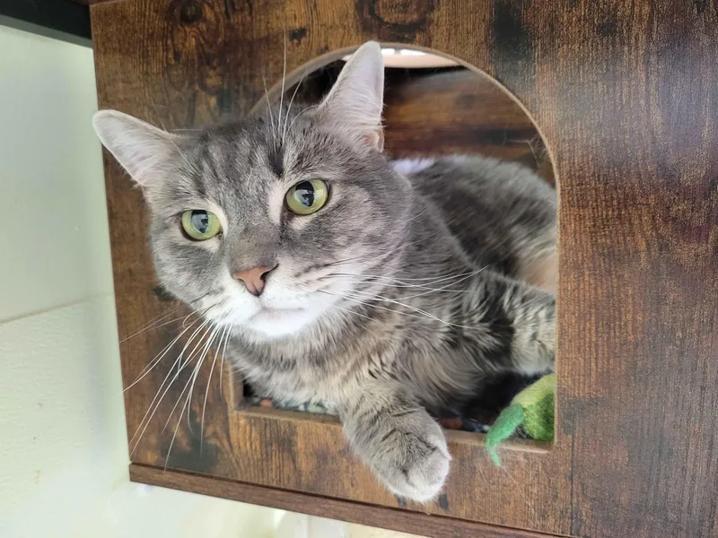 An adult extra large-sized male Domestic Medium Hair cat named Draco for adoption in Terryville, CT