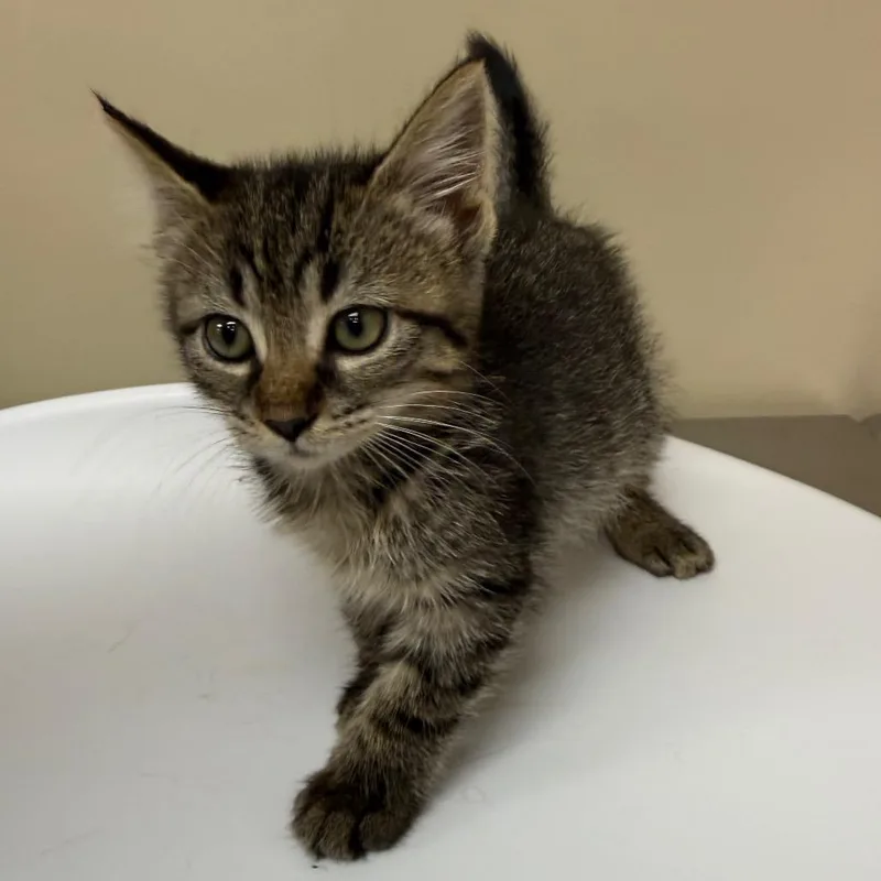 A baby small-sized female Brown / Chocolate Domestic Short Hair cat named Zero for adoption in Birmingham, AL