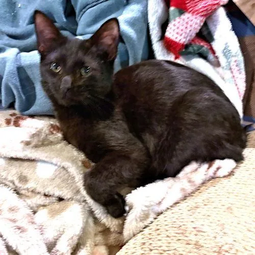 Leo Pitman thumbnail 2