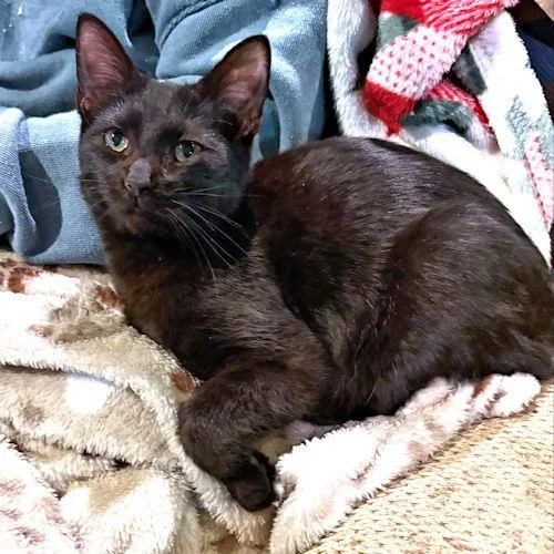 Leo Pitman thumbnail 3