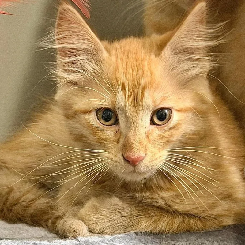 A baby small-sized male Orange / Red Domestic Short Hair cat named Quincy for adoption in Forest Park, IL
