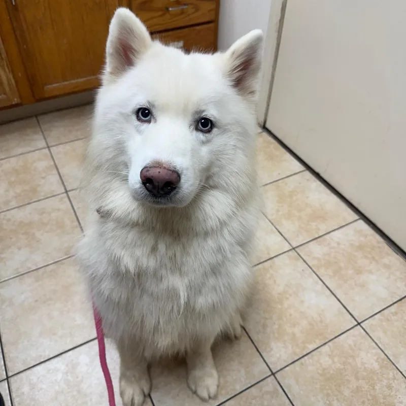 Denali