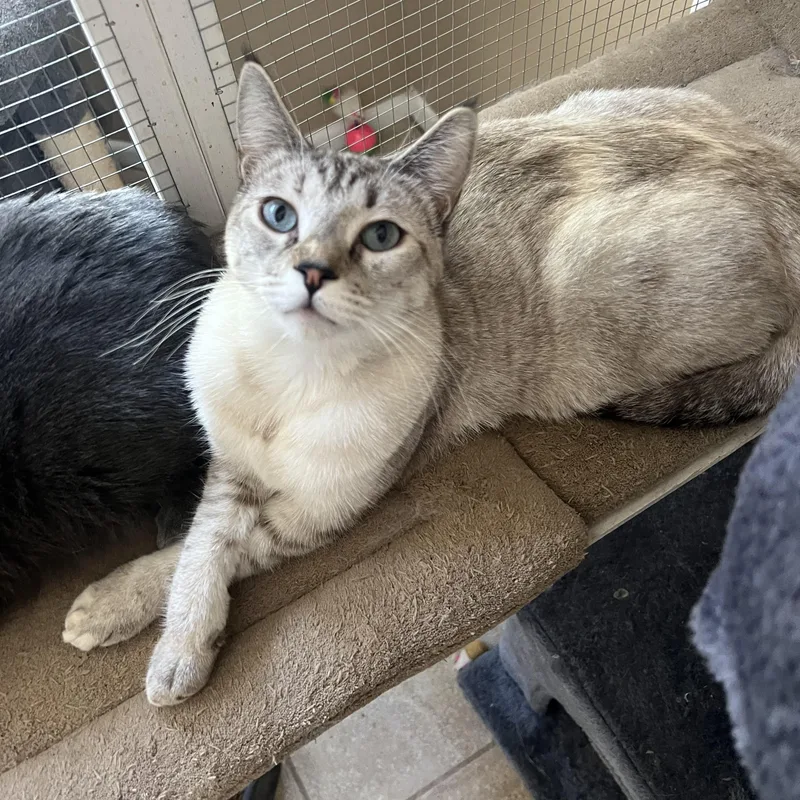 Jackie’s Lynxpoint thumbnail 2