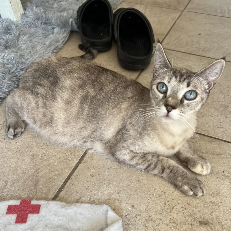 Jackie’s Lynxpoint thumbnail 3