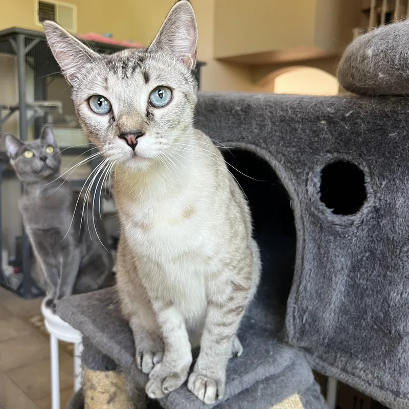 Jackie’s Lynxpoint thumbnail 4