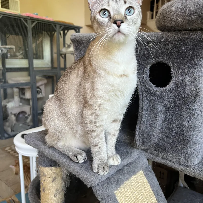 Jackie’s Lynxpoint thumbnail 5