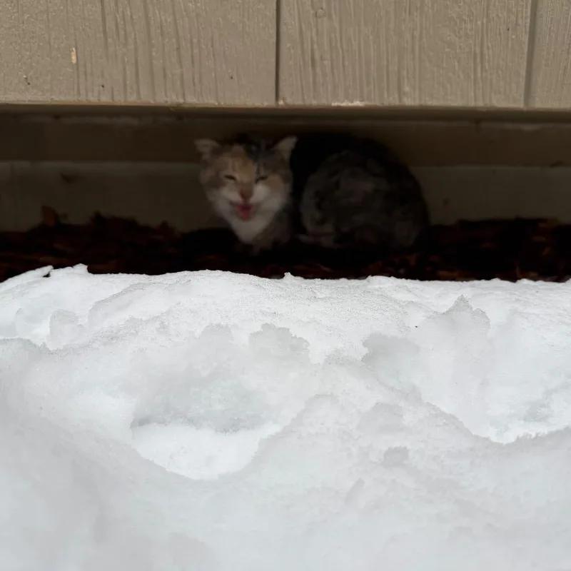 An adult small-sized female Gray / Blue / Silver Domestic Short Hair cat named Found SW Rochester for adoption in Rochester, MN