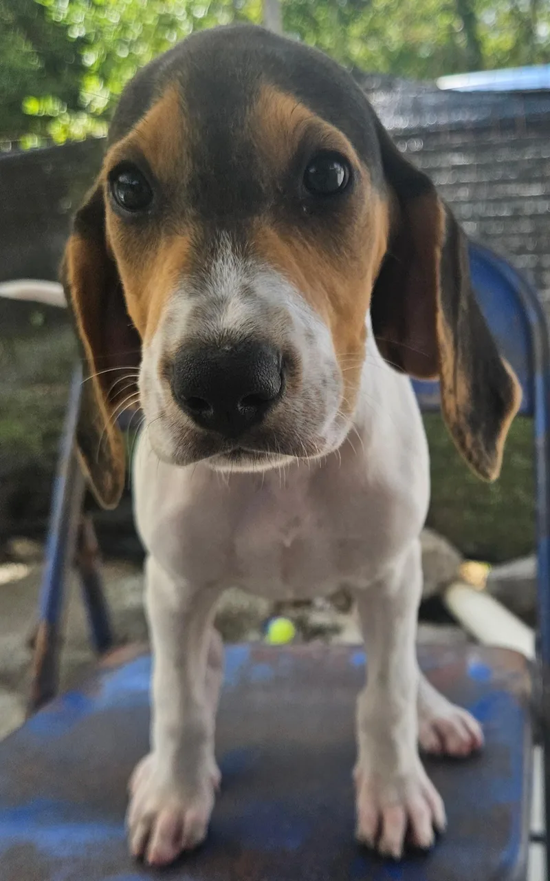 A baby large-sized male Coonhound dog named Marlin for adoption in Tracy City , TN