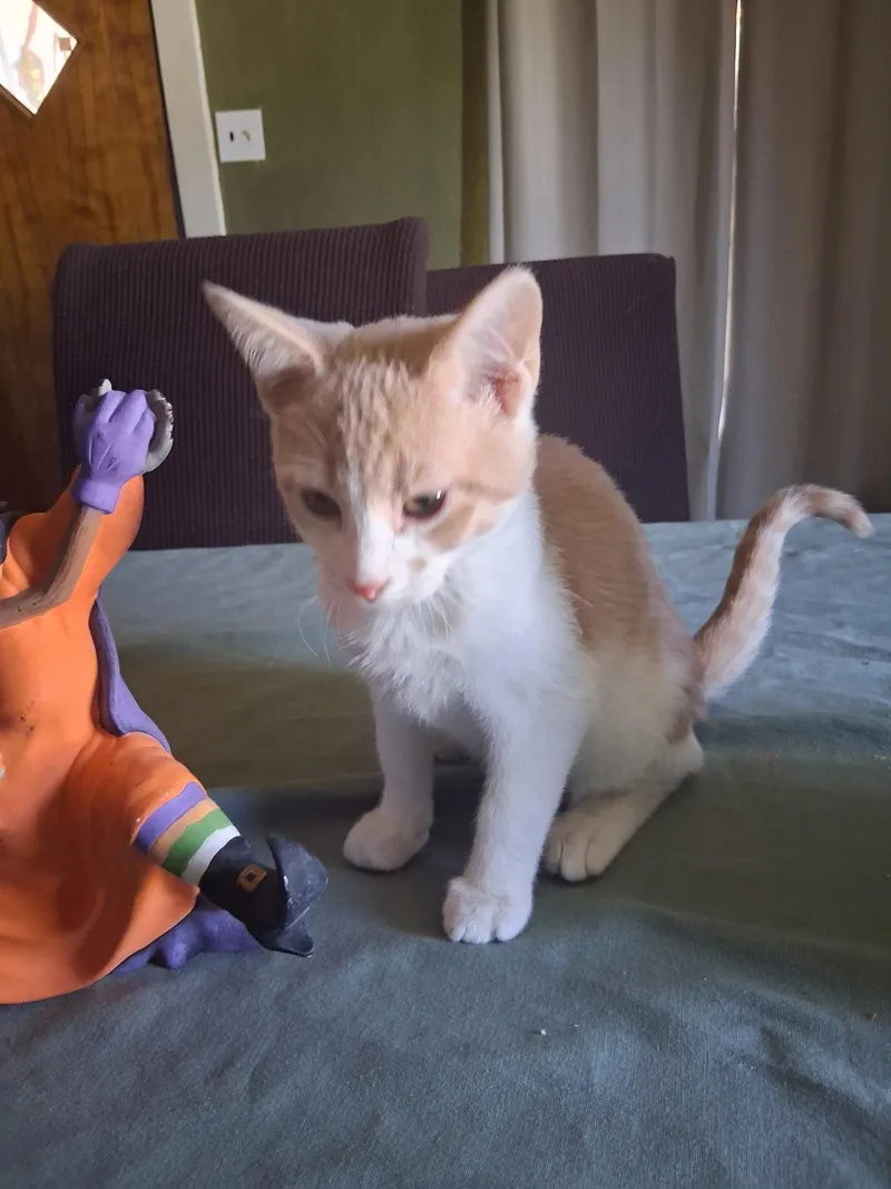 A baby large-sized male Domestic Short Hair cat named Thor for adoption in Pocatello, ID