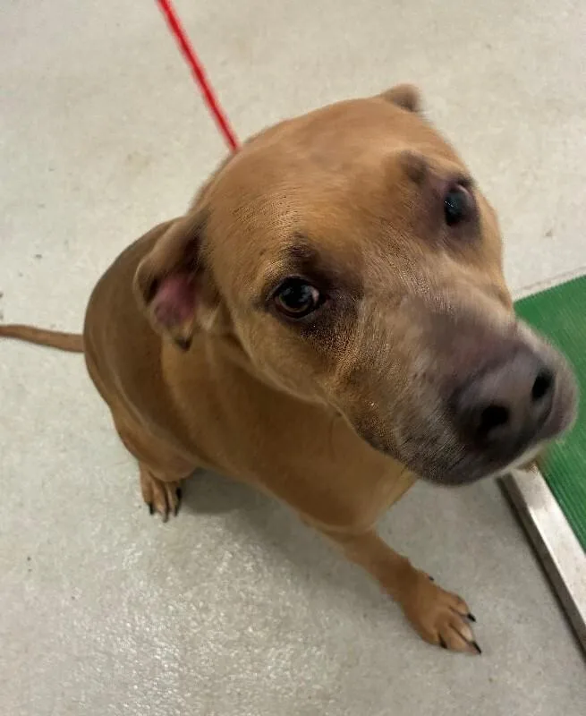 An adult medium-sized male Mixed Breed dog named Sandy for adoption in Rochester, NY