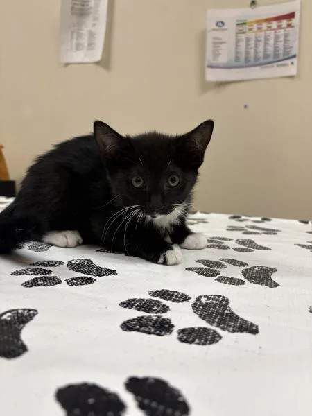 Nova