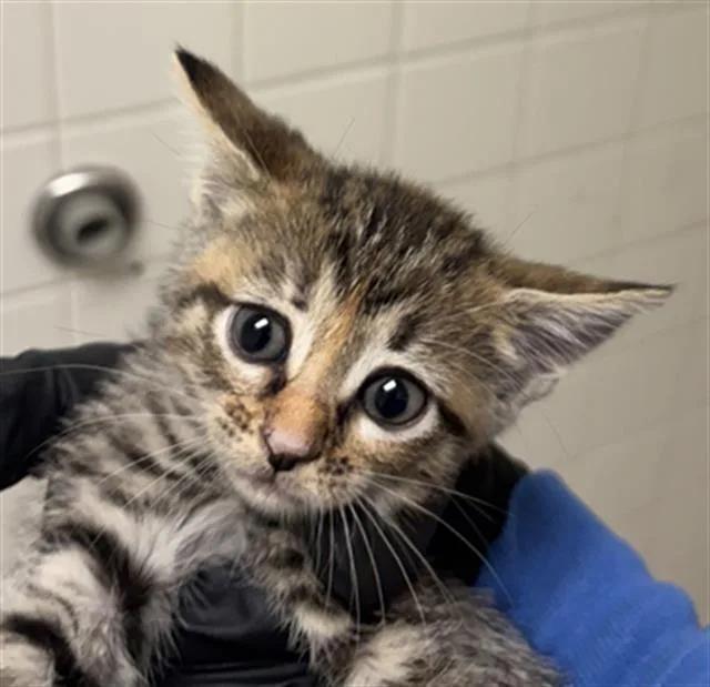 A baby medium-sized female Domestic Short Hair cat named Shayla for adoption in Dallas, TX