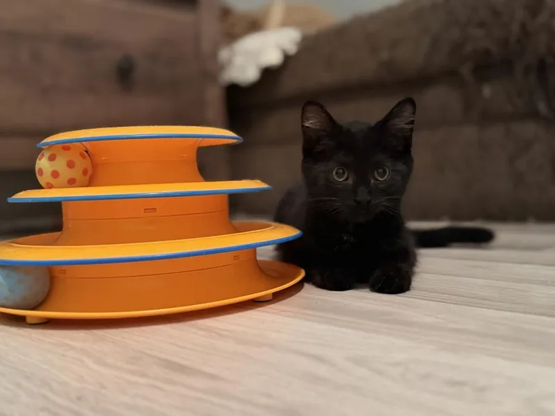 A baby small-sized male Black Domestic Short Hair cat named Woody for adoption in Ferndale, MI