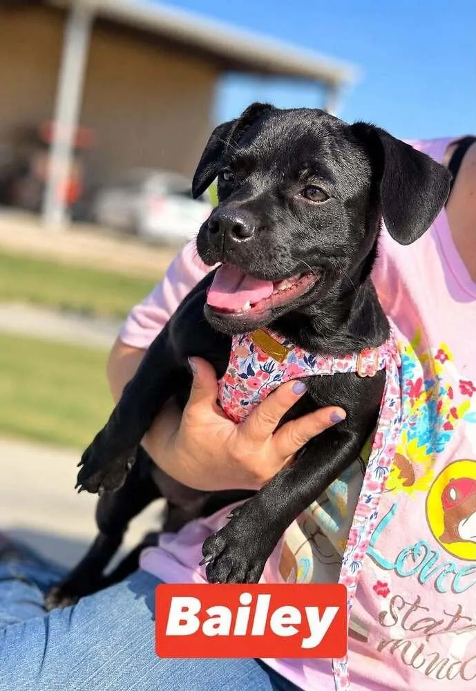 A baby small-sized female Black Dachshund dog named Bailey Sunshine for adoption in Saugus, MA