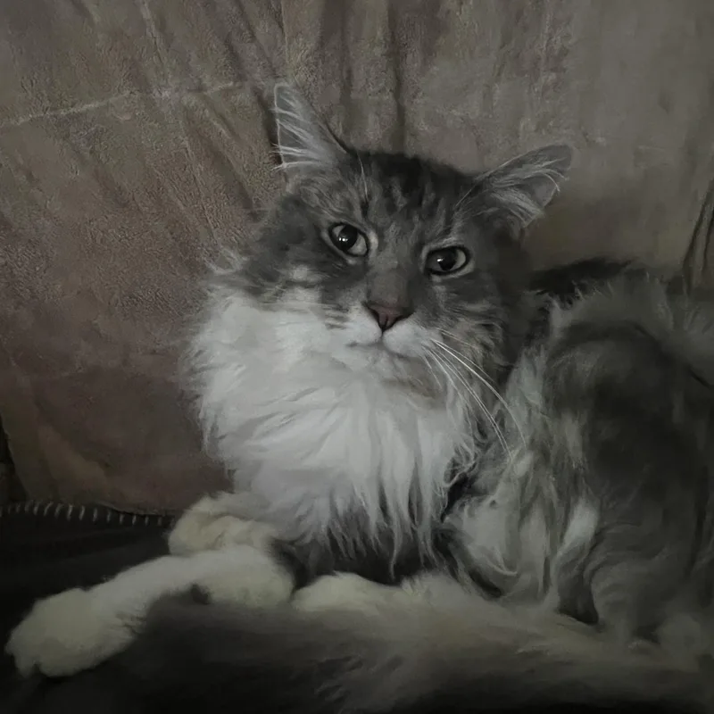 Mittens