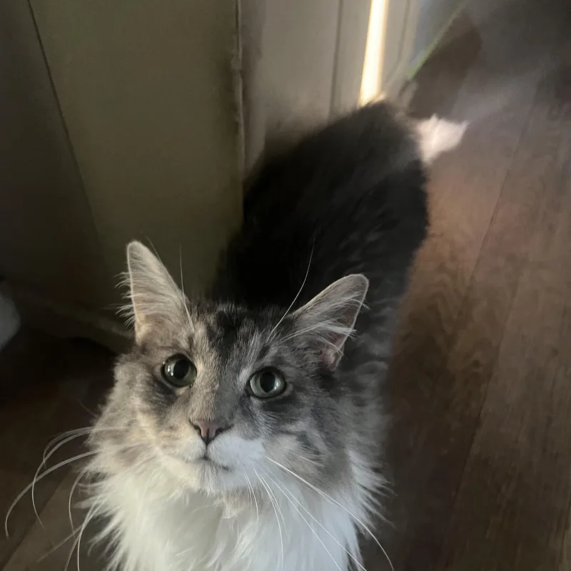 Mittens thumbnail 2